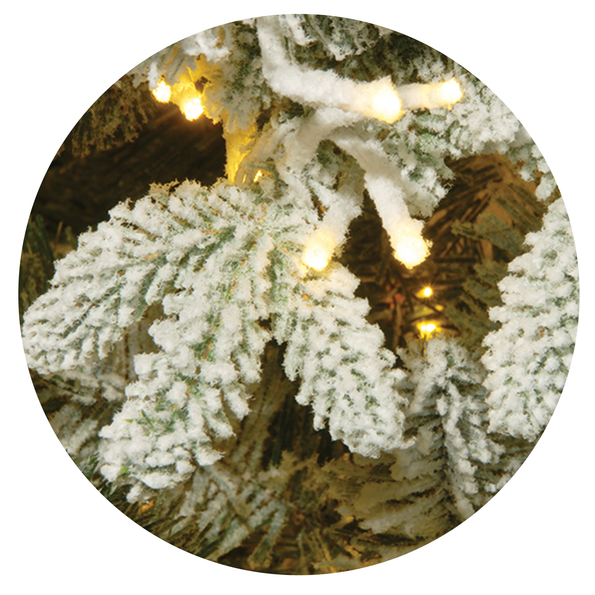 Iceland-Fir2.jpg