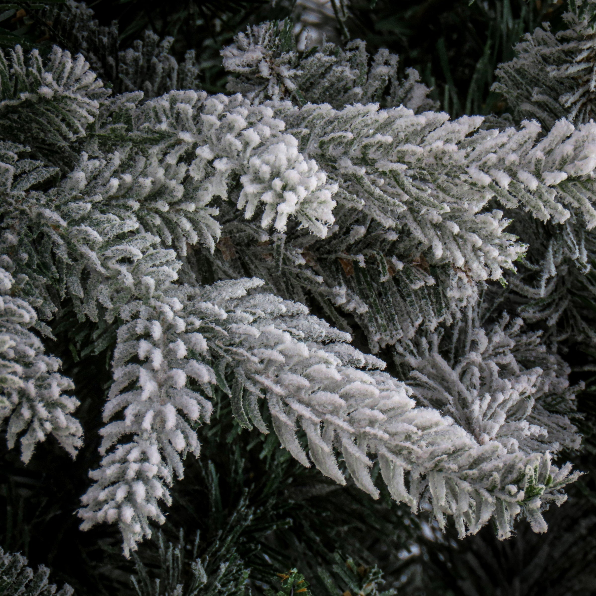 PEHO2-500-75_3.jpg