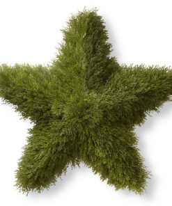 36 in. Juniper Star Wreath